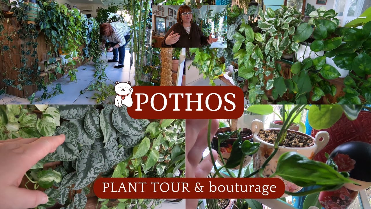 POTHOS 🌿 Bouturage | PLANT TOUR spécial SCINDAPSUS & EPIPREMNUM 🌿 Une plante facile à vivre🥰