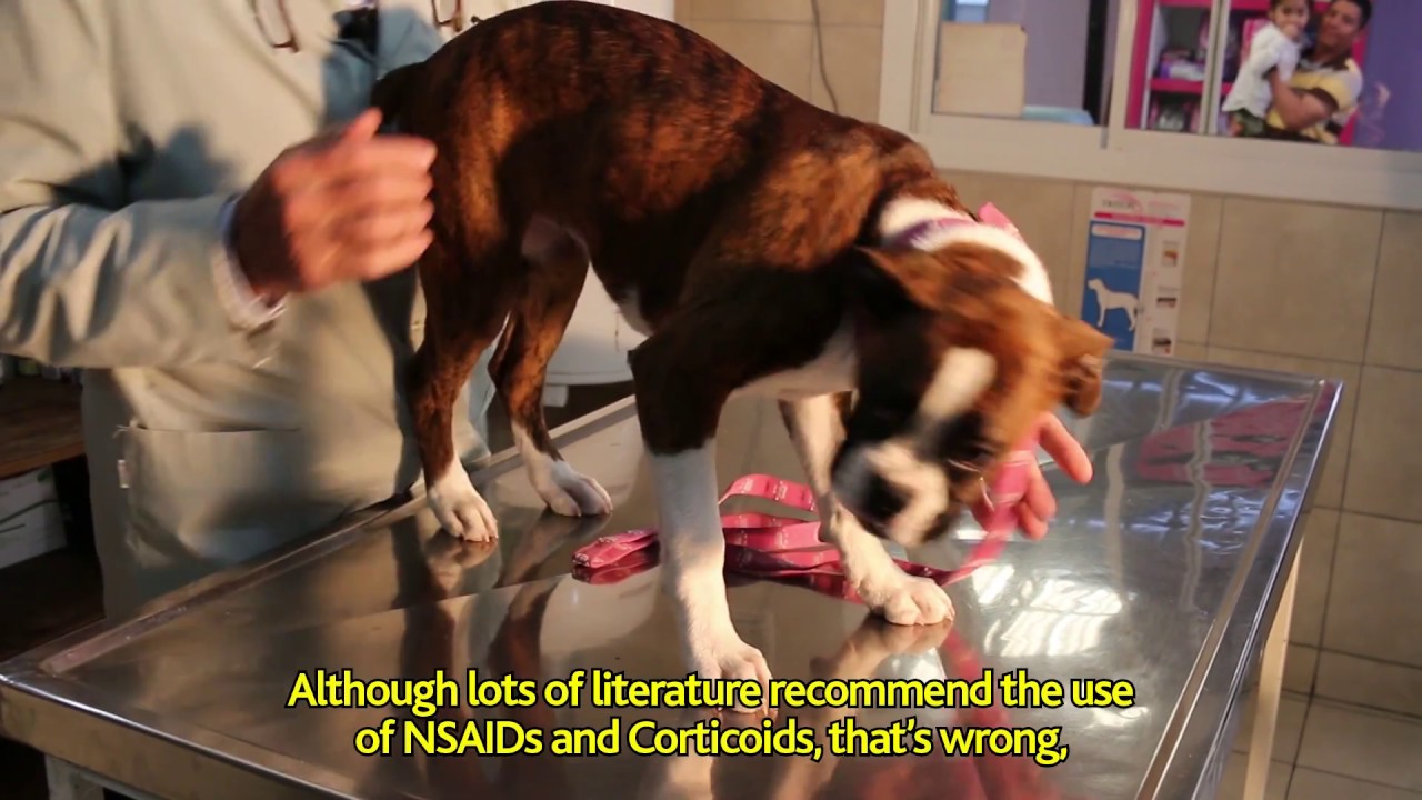 Canine Distemper