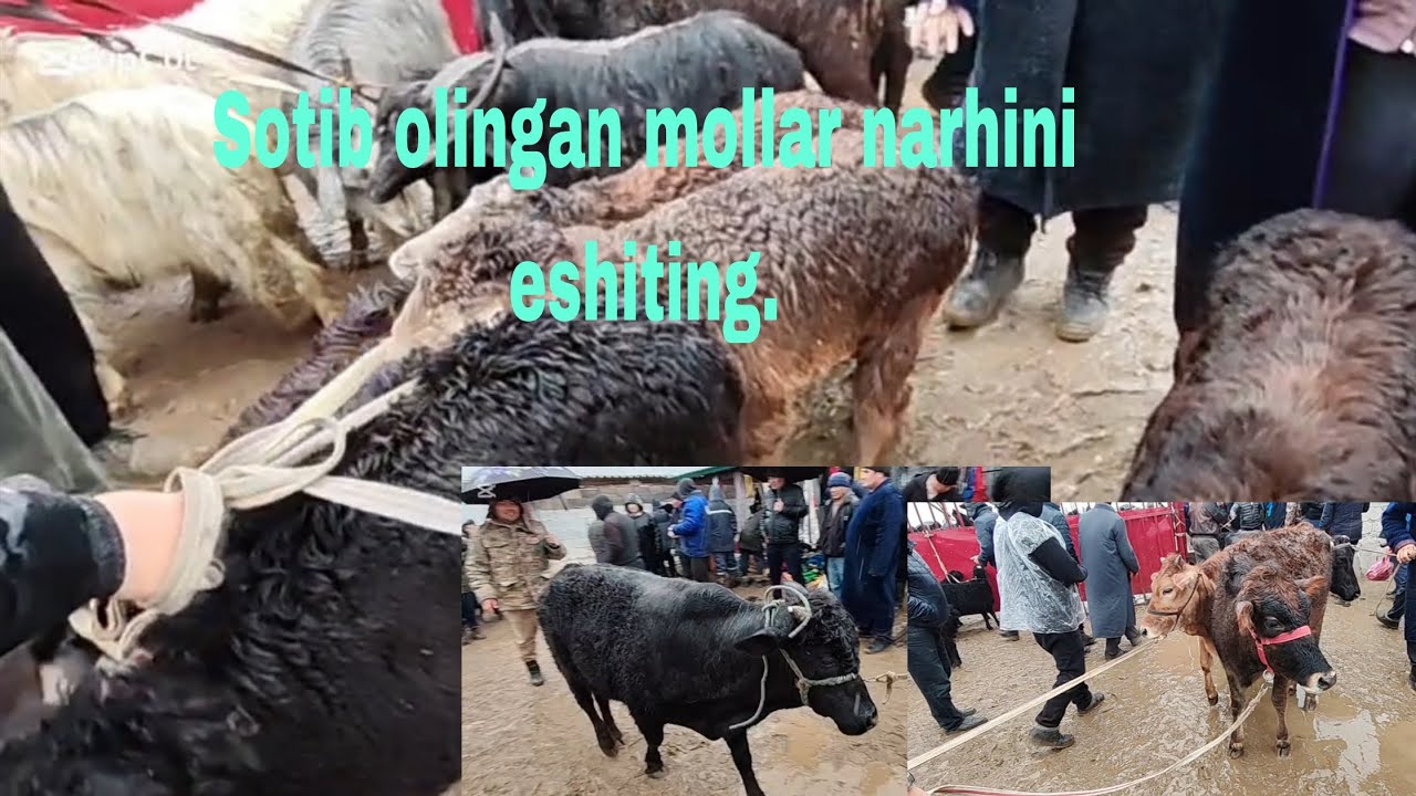 Baraka bo'lgan sotib olingan mollar 