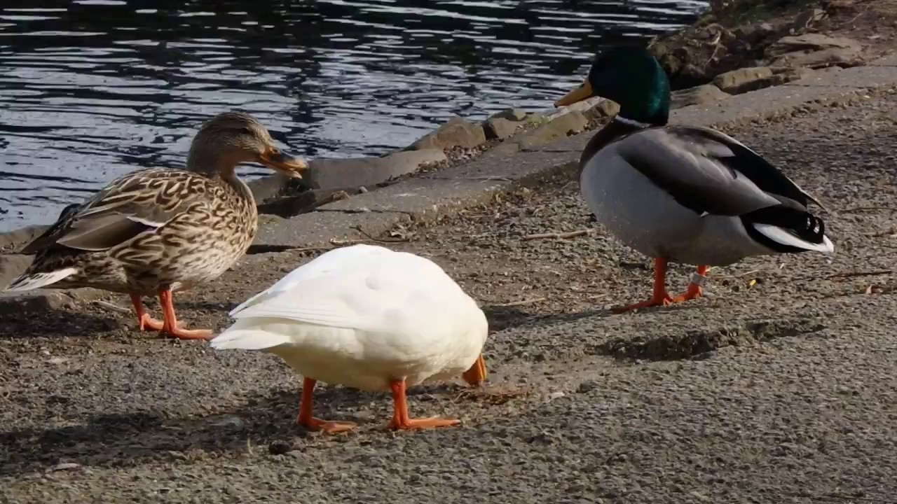 Die Enten vom Scheppen am Baldeneysee