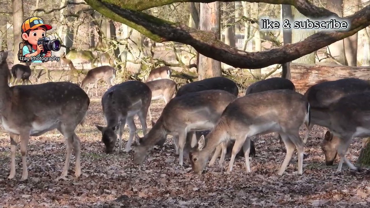 Wunderschöne Hirschherde / 4K - Beautiful herd of deer / 4K