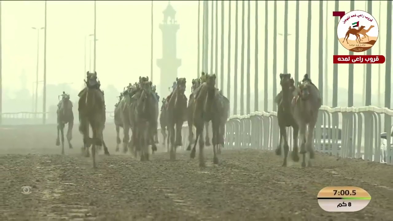 الشوط 8 ..  الحذر لـ سعيد محمد سالم الوهيبي 12:37:75(*مهرجان الامير الوالد 2026* )