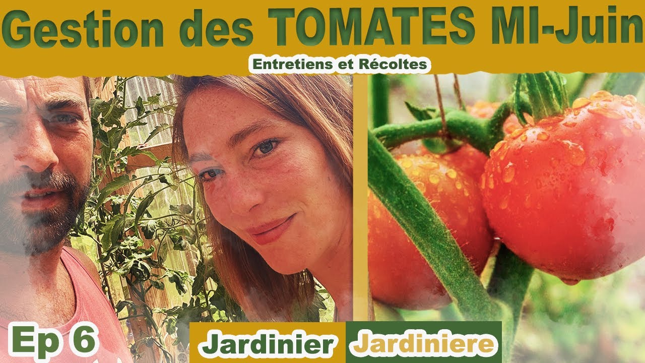 Comment gerer ses tomates en Juin pour les récoltes et les bons plans ?
