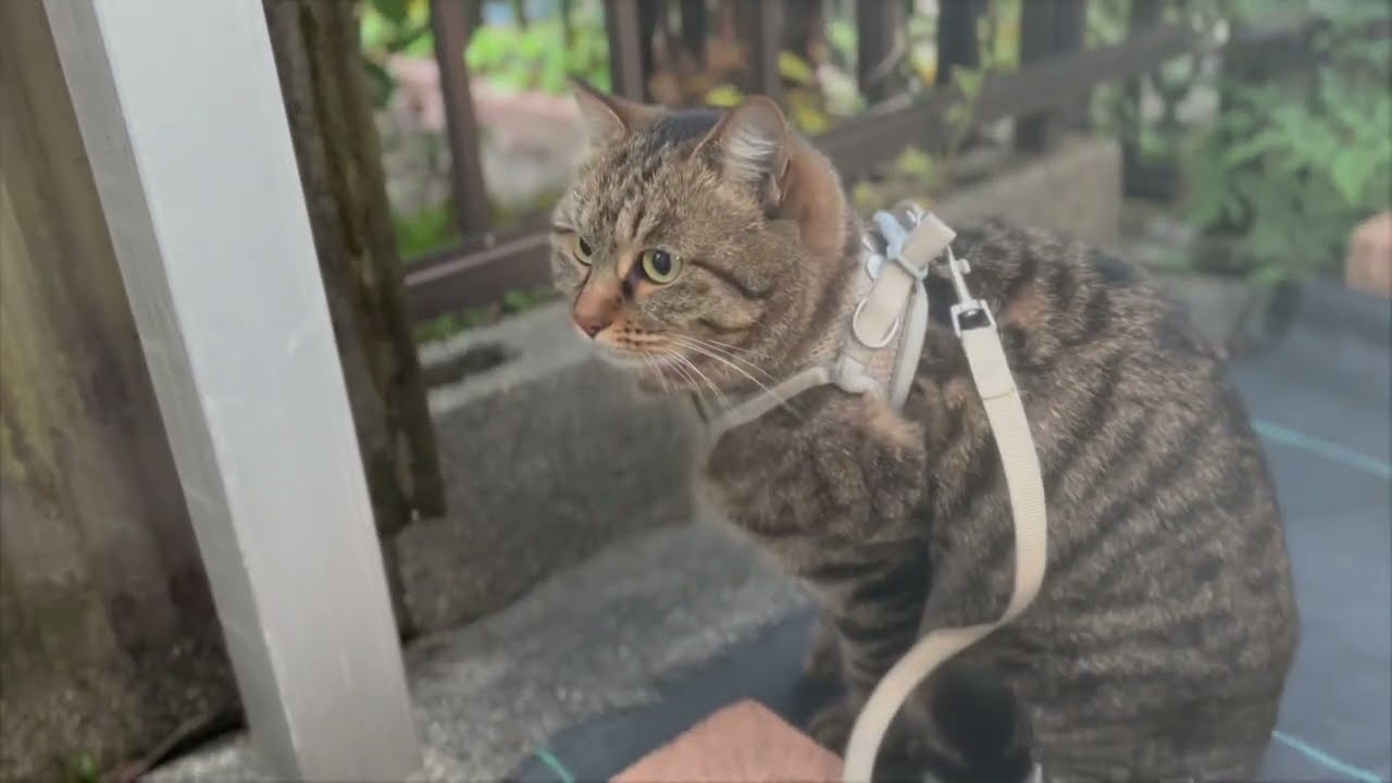 I patrol carefully 20251215