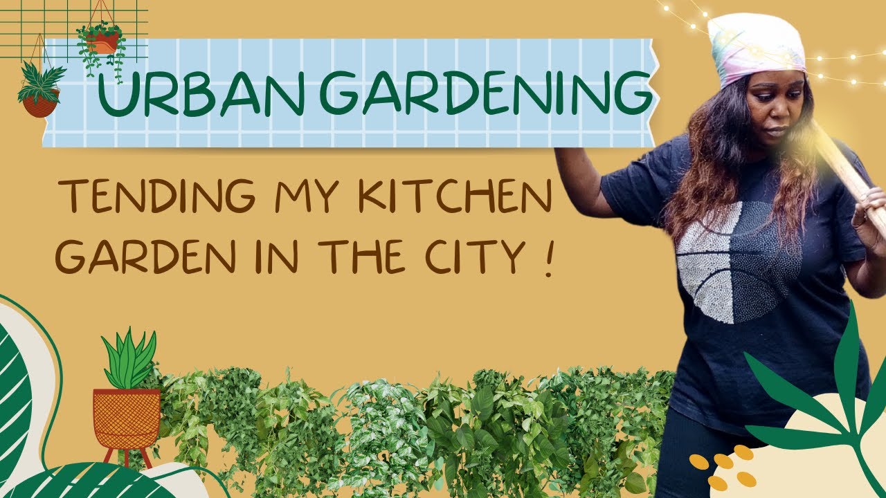 Urban Gardening : Tending My Kitchen Garden in the City, Nairobi, Kenya