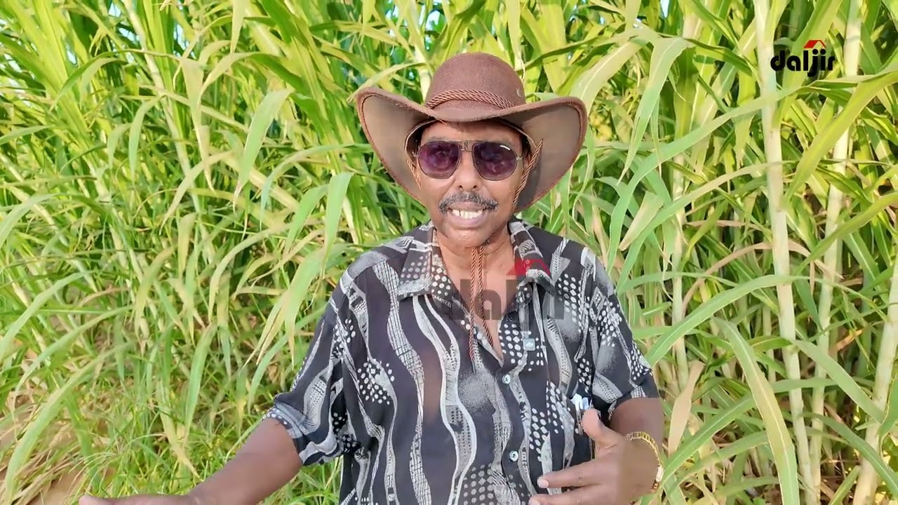 Puntland: Haldoor Aqooneed oo qaaday talaabo lagu badbaadinayo Xoolaha xili abaareedkan darran