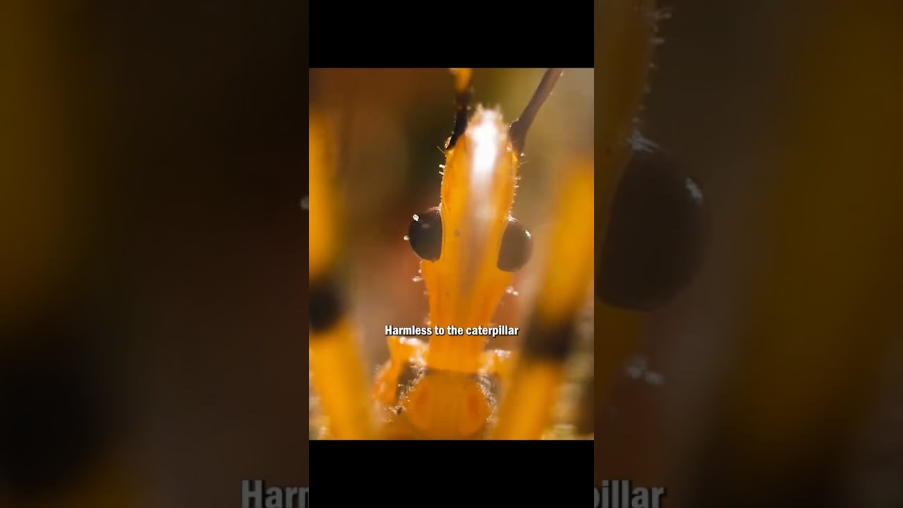 The assassin bug is at a loss when confronted with such perplexing prey#wildlife #shorts #insects