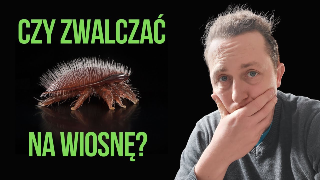 Czy trzeba leczyć na warrozę wiosną?