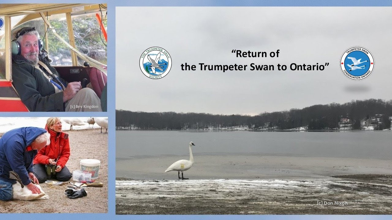 WEBINAR: The Return of Trumpeter Swans to Ontario