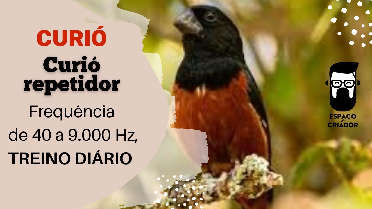 Curió Encarte perfeito (Sentinela)