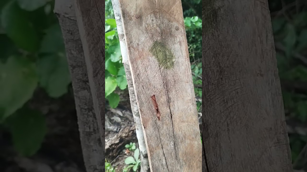 Efetuando uns disparo numa tábua de cedro de 2 cm ultilizando SLUG 40 grais 
