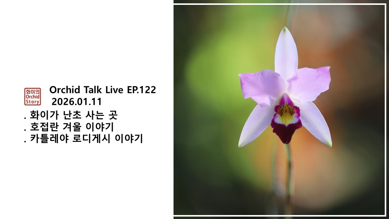 [화이 오키드 Live EP.122] 나는 여기서 난초 산다 /  호접란 겨울철 이야기