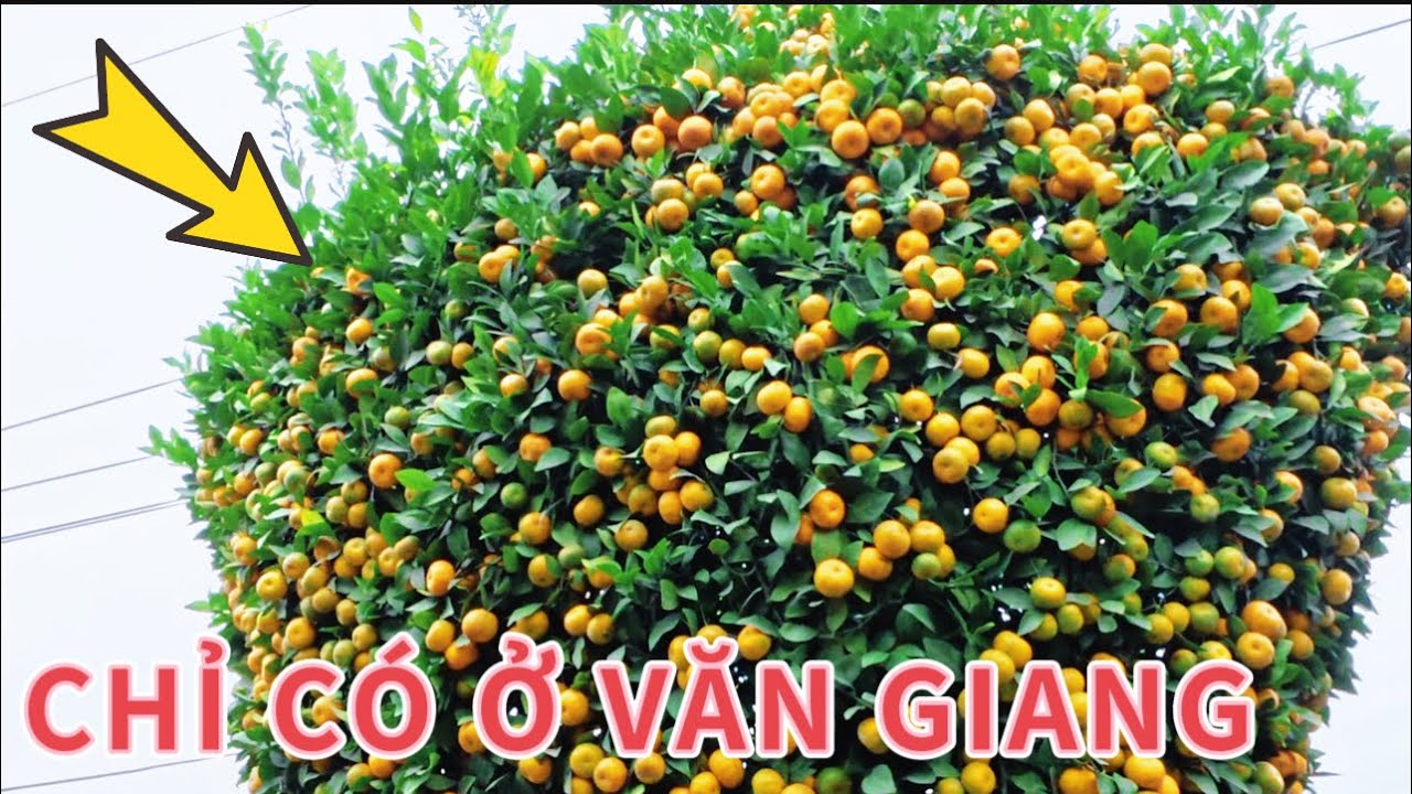 Thủ Phủ Quất Tết 2026” VĂN GIANG HƯNG YÊN/ xã Thắng Lợi!
