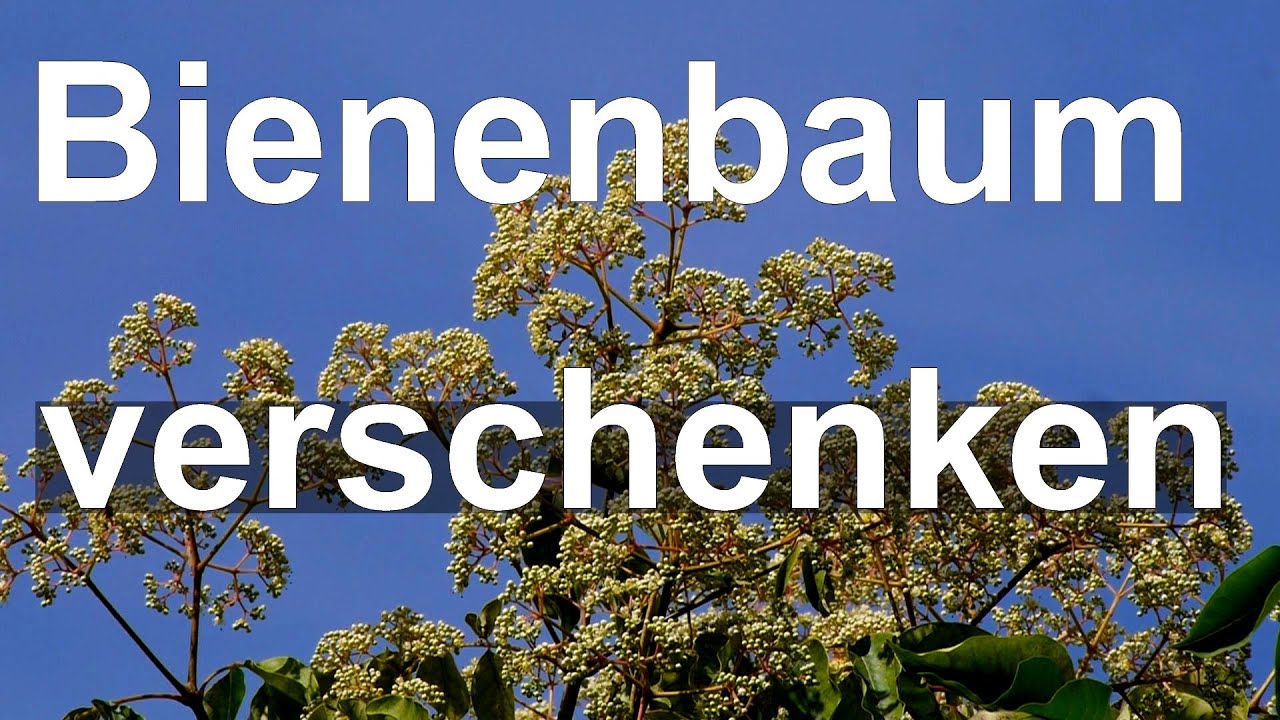 Bienenbaum in Vollblüte - Bienenbäume zu verschenken - Tetradium daniellii