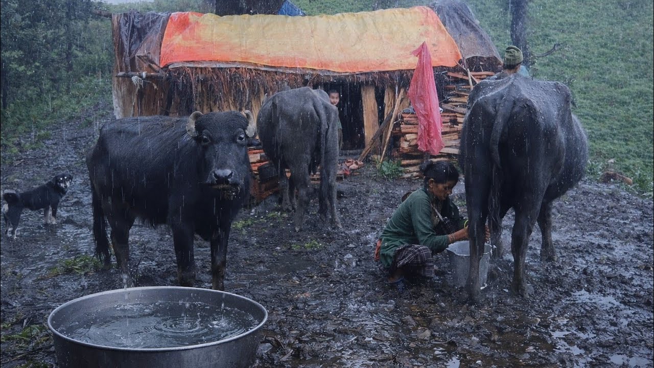 The Best Naturally Nepali Mountain Village Life During the Rainy | Rural Documentary Video In Nepal