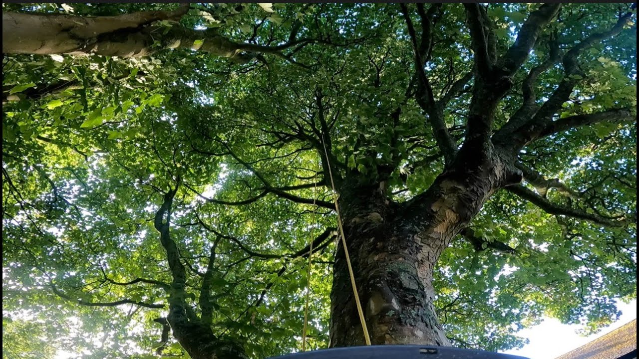 Quick Tree Removal