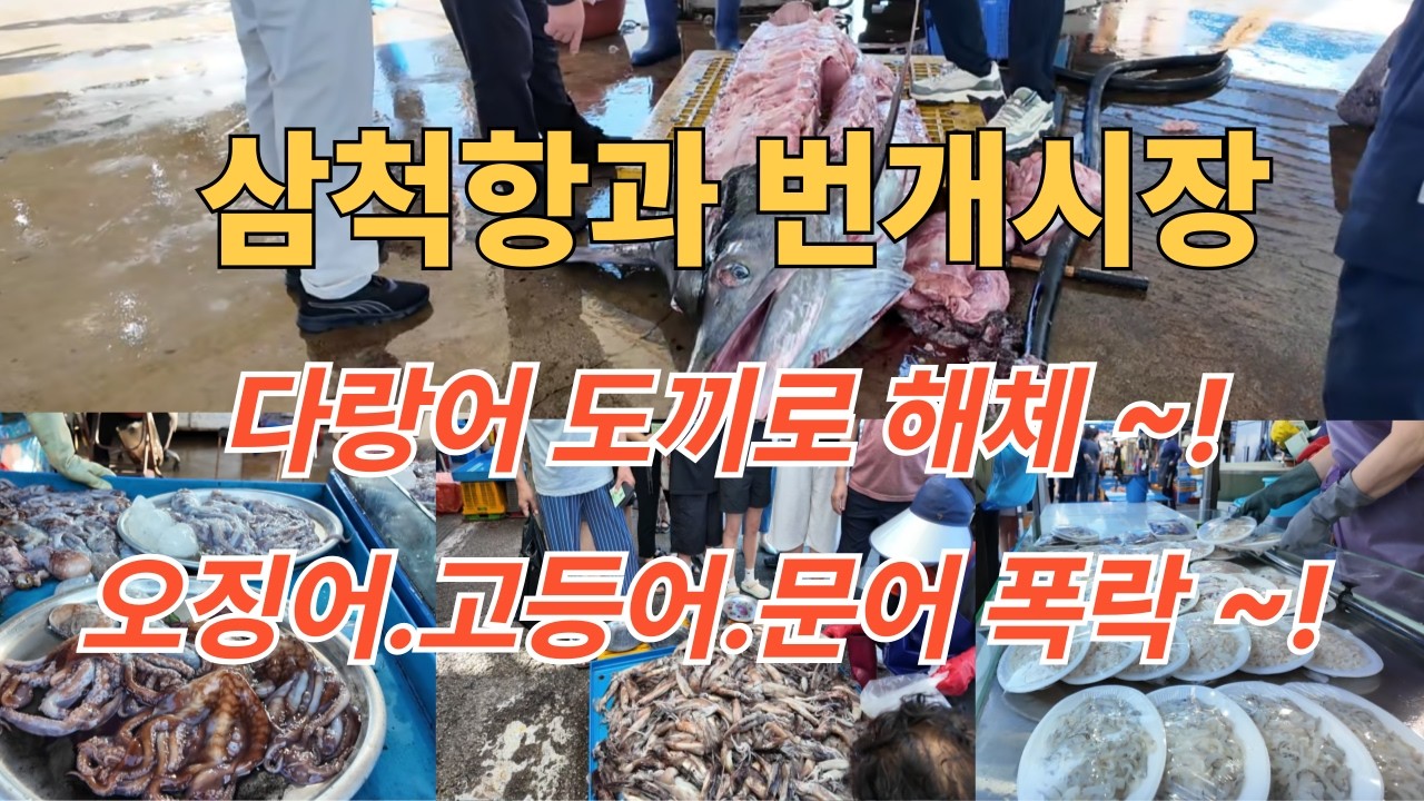 다랑어 도끼 해체 현장! 오징어.고등어.쏟아진다! 대 만선 ~^힐링여행