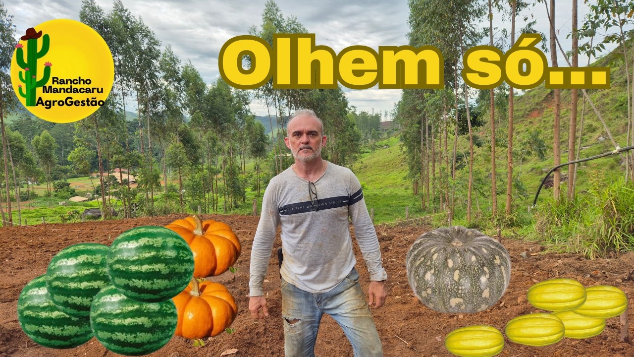 Plantio de melancia,  abóbora e melão na nova área