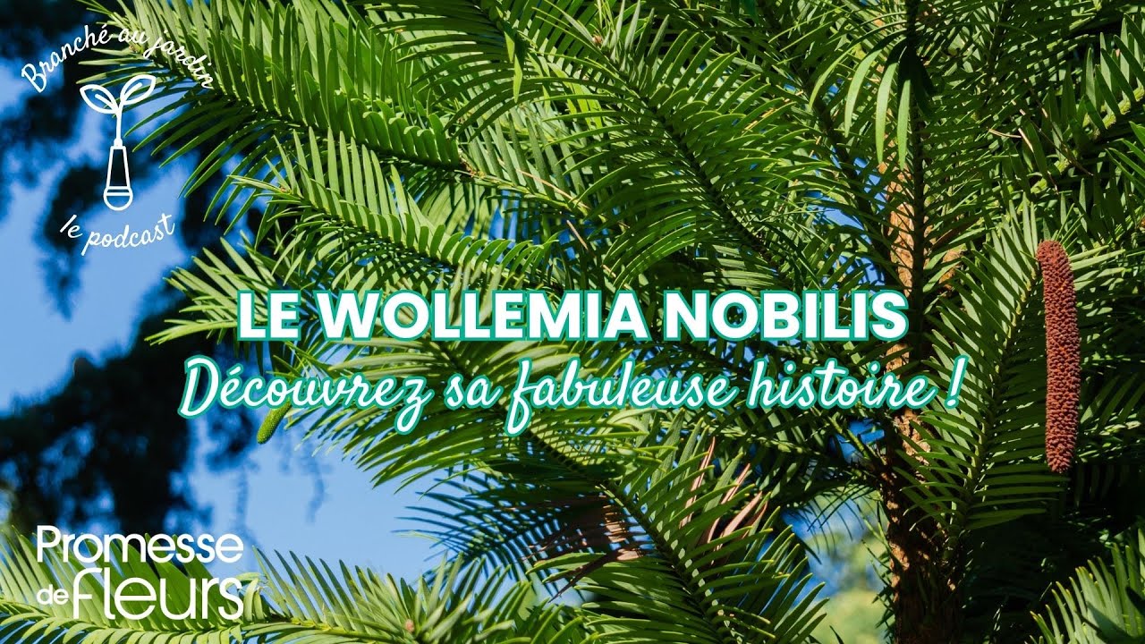 Podcast Branché au jardin : La fabuleuse histoire du Wollemia nobilis