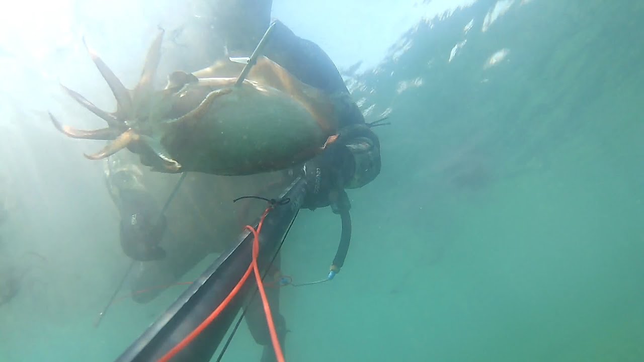 Pesca submarina Cascais  dia 28  De Abril 2025