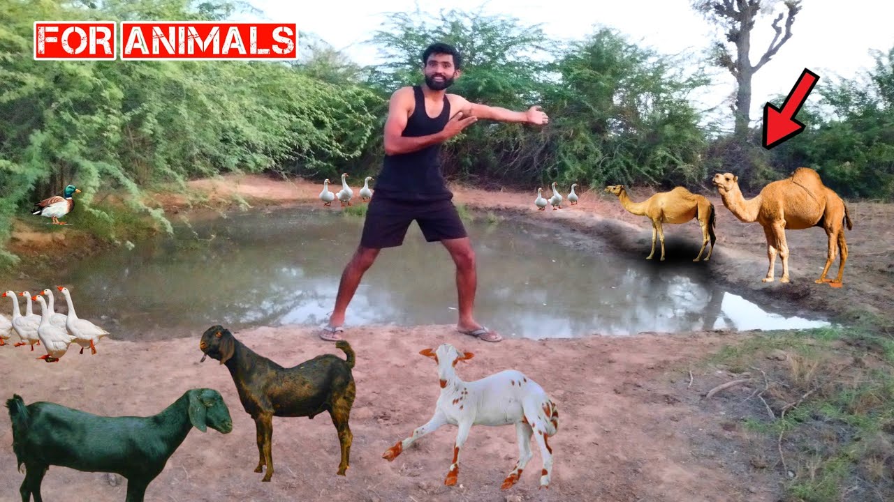 Animal lover ❤️|| 