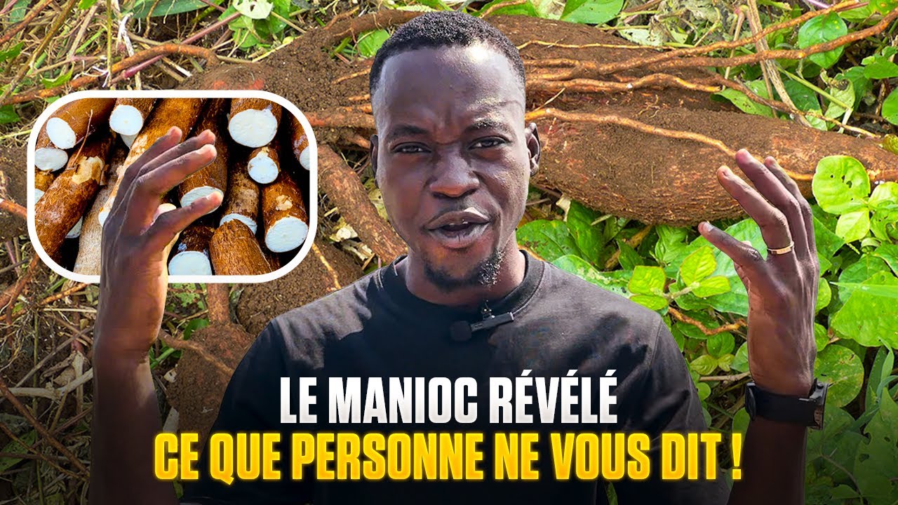 Tout savoir sur le manioc avant de vous lancer.