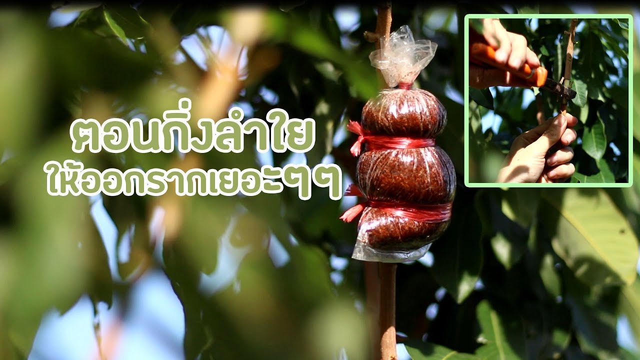 เท็คนิคการตอนกิ่งลำใยให้รากดก ติดงาย โตเร็ว !! (เท็คนิคง่ายๆ)
