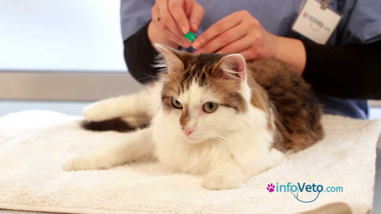 Comment appliquer une pipette antiparasitaire à votre chat ?