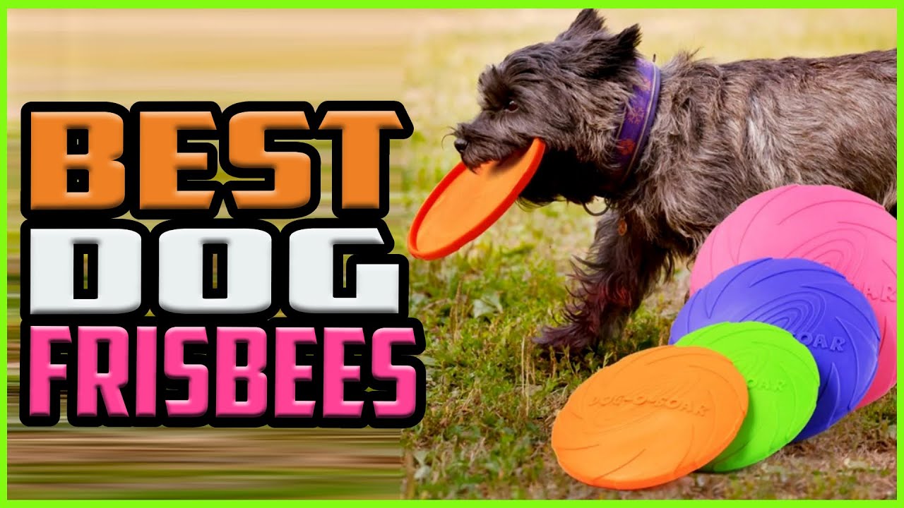 Top 5 Best Dog Frisbees in 2022 reviews