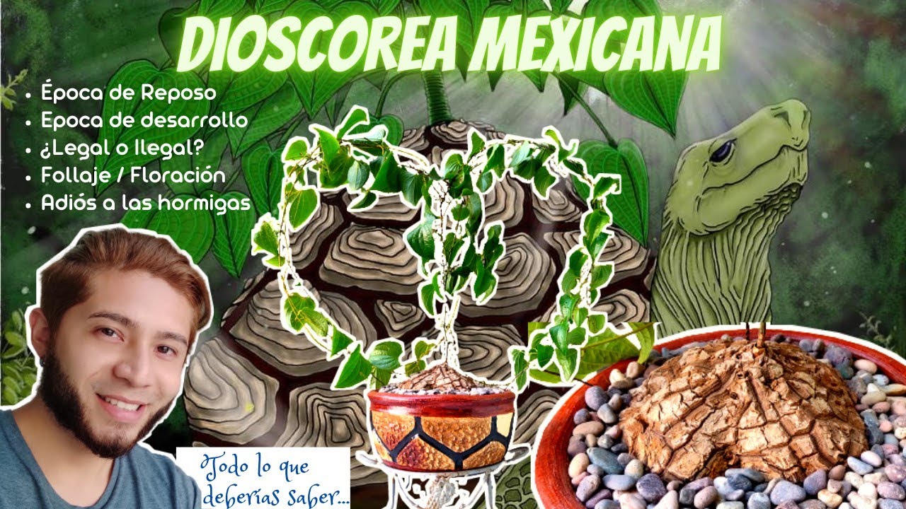 Caparazón de Tortuga/Cocolmeca/CUIDADOS Y TODO LO QUE DEBES SABER/Acalli Ruiz