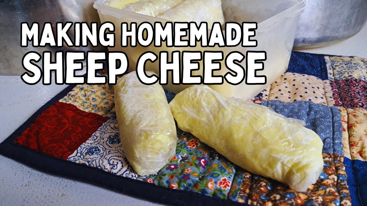 Milking SHEEP and Making SHEEP CHEESE : Homemade Famers Cheese Building a Self Sufficient Homestead