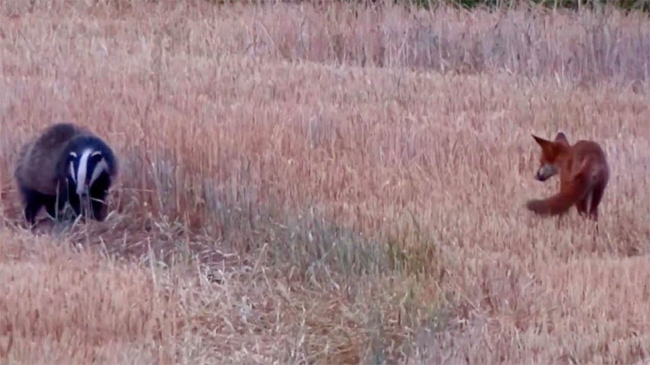 Adorable Foxes and Badgers Play Together