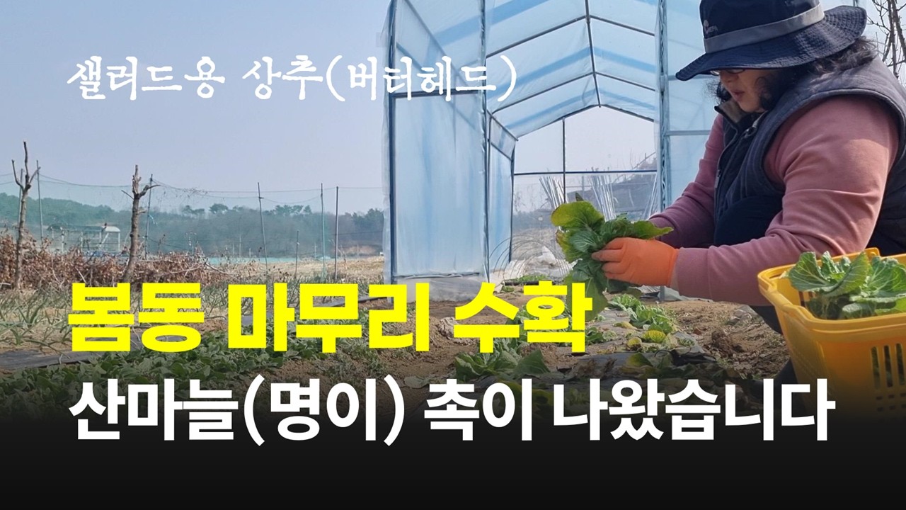 영곡리이야기 #107] 봄동 마무리 수확하고 봄동비빔밥 먹방 | 산에 심은 산마늘 싹이 나왔습니다 #봄동 #산마늘 #냉이 #쪽파 #버터헤드 #세종시