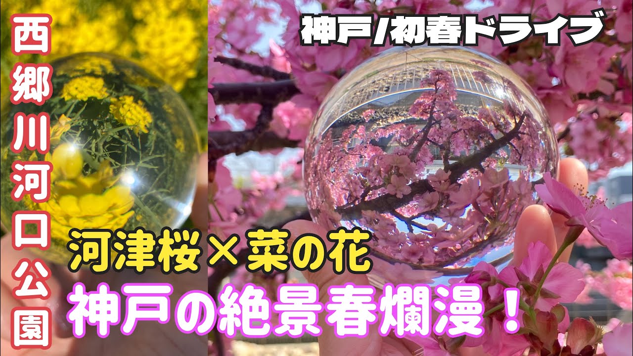 【神戸/初春ドライブ】河津桜と菜の花のコラボ/西郷川河口公園の午後 | Kobe Spring Vlog