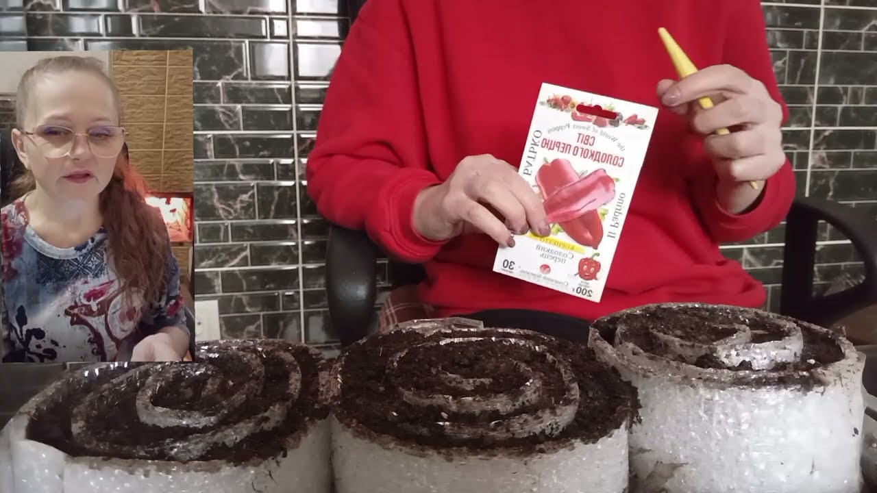 РОЗСАДА В РАВЛИКАХ!🌶️🧅🌱🌱🌱#роблю це вперше#