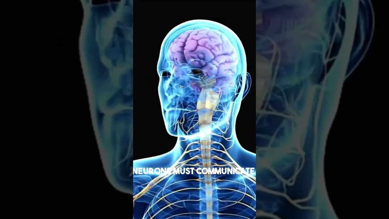 The central nervous system😳