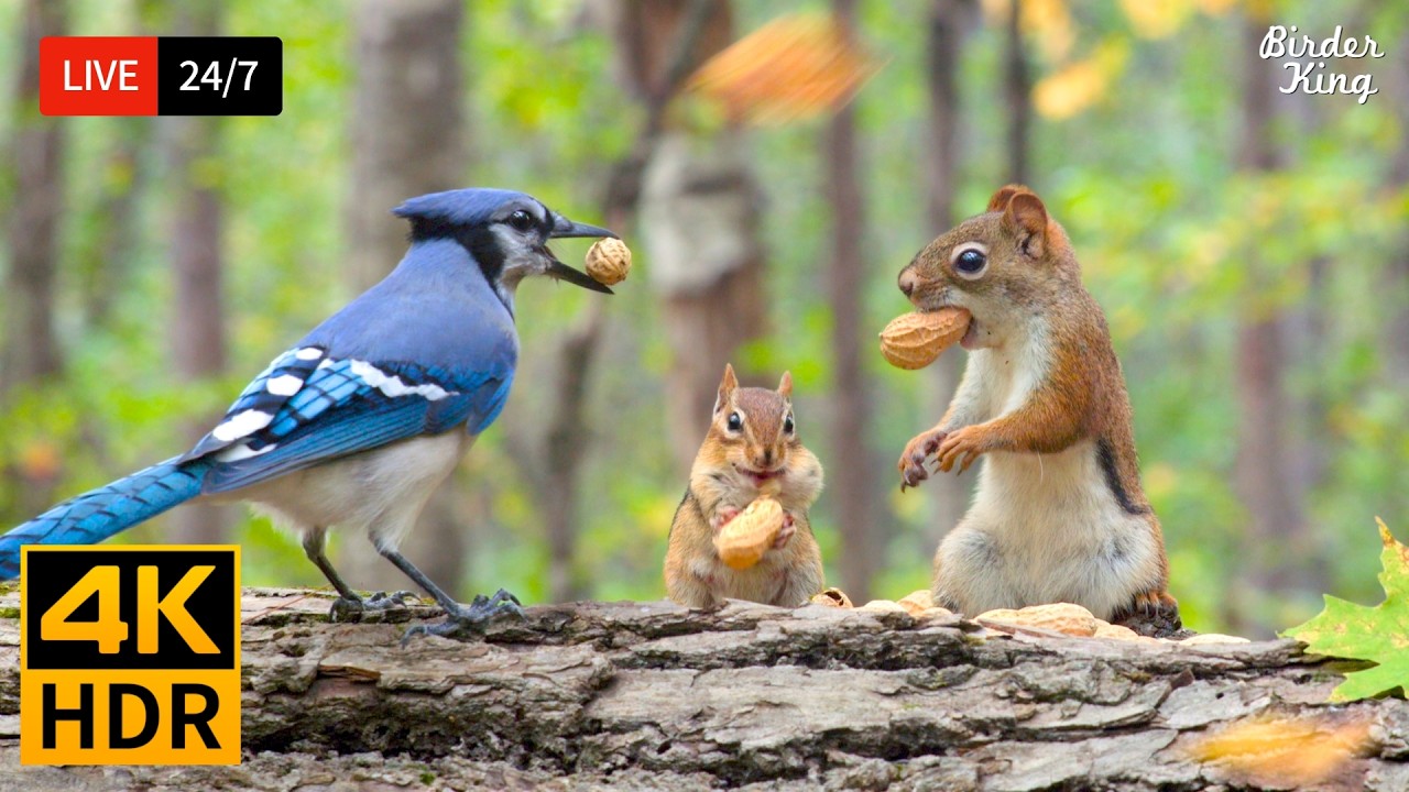🔴 24/7 LIVE: Cat TV 😺 Cute Birds and Squirrels, Non-Stop Entertainment 🐦 Cat Games 4K HDR