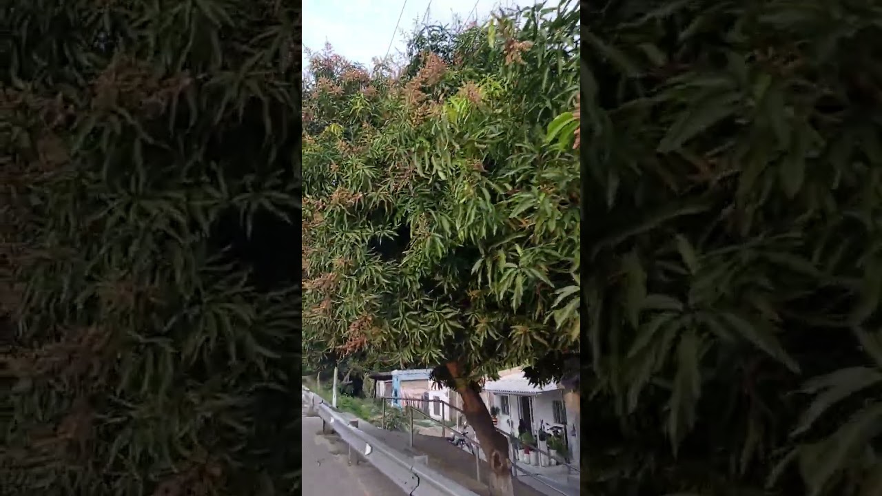Salida de Aracataca a Fundación Magdalena