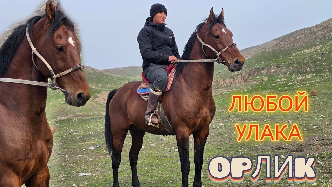 ОРЛИК ЖАКШЫ БААДА ЧЫКТЫ
