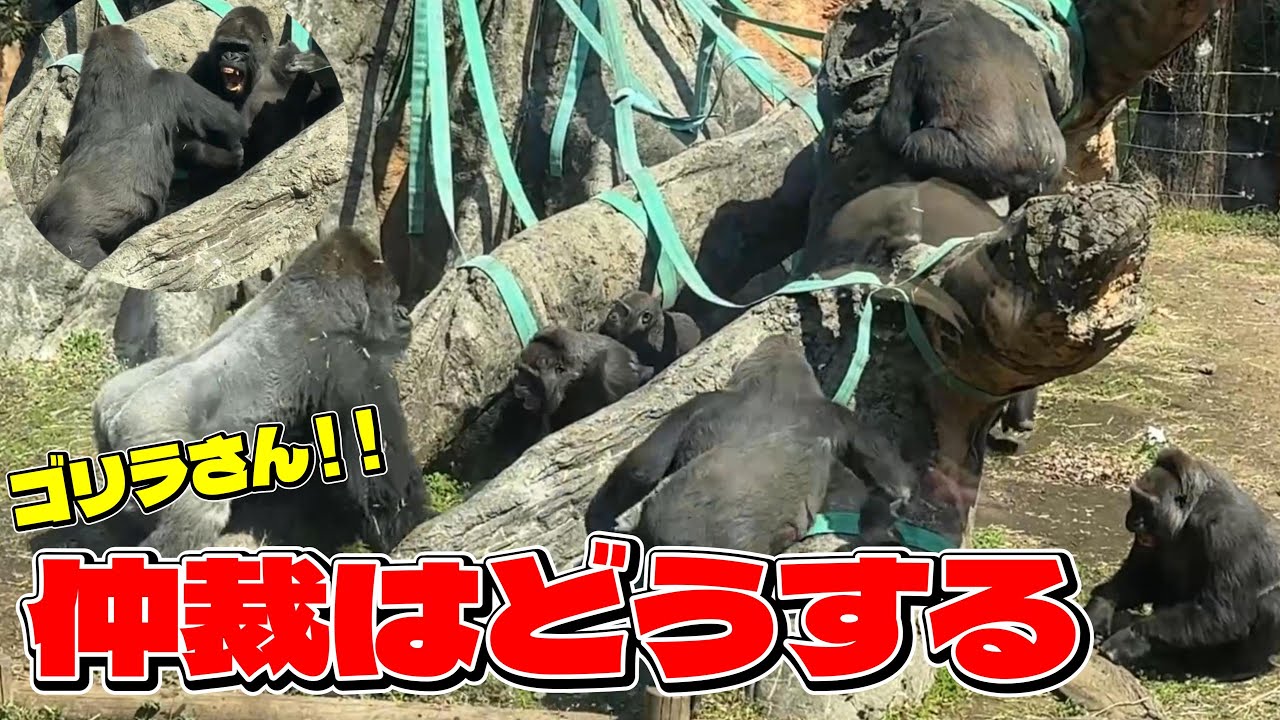 トトさんのピンチにモモカちゃんとハオコさんが助けにくる【‎2025年‎3月23日】【上野動物園】ゴリラ 1