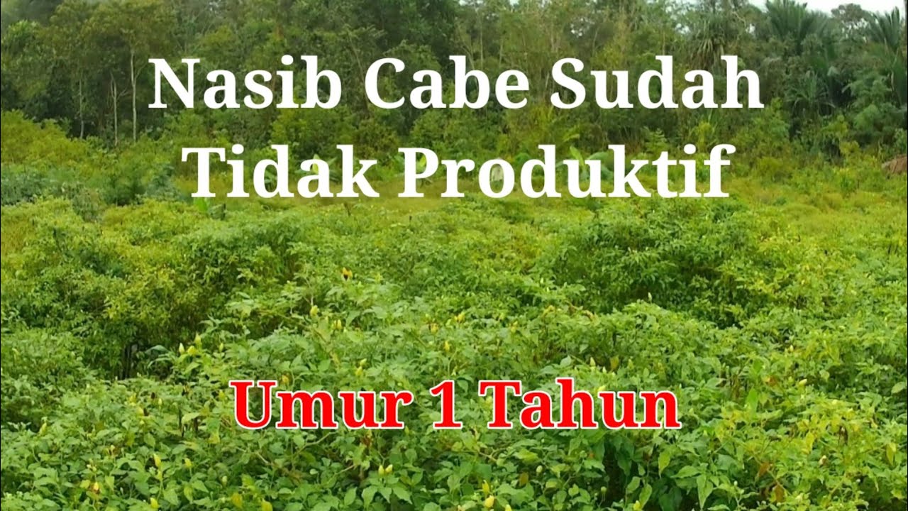 Nasib Cabe Sudah Tidak Produktif, Umur 1 Tahun / Chilies not Productive