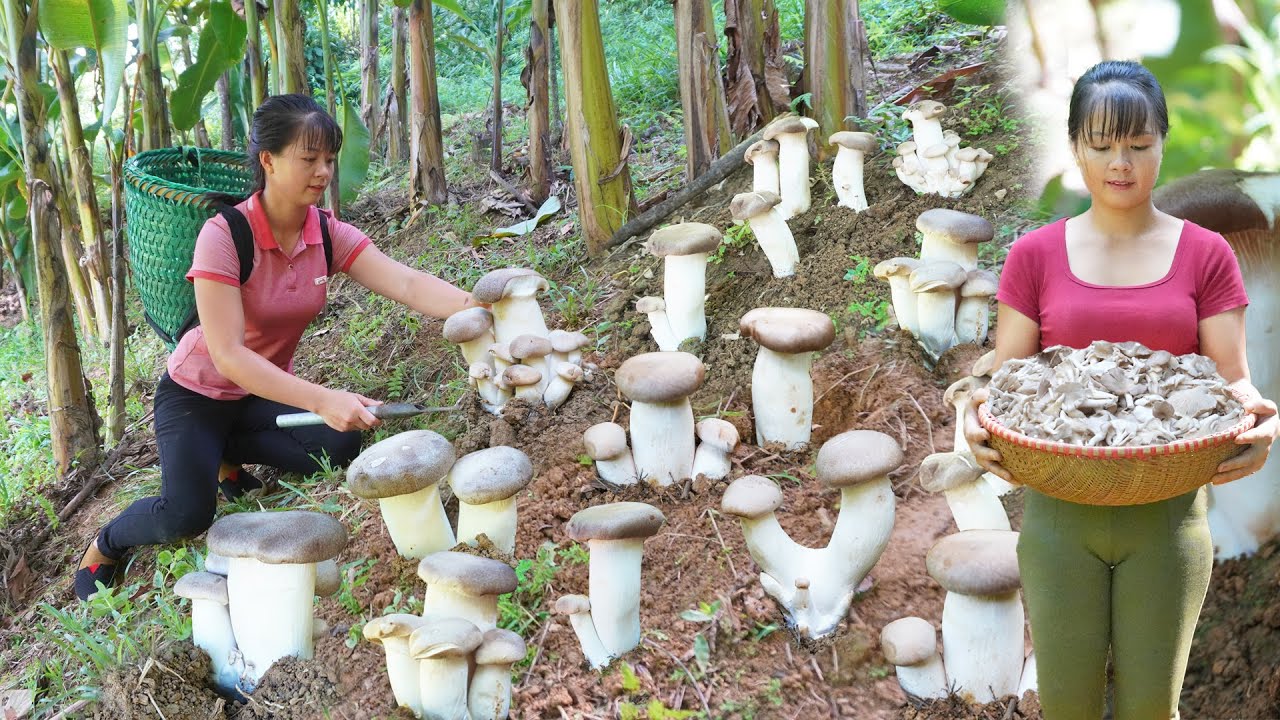 REWIND TIMELAPSE --550 Days Harvest Lots Of Mushrooms Goes To Sell /Phương's Story