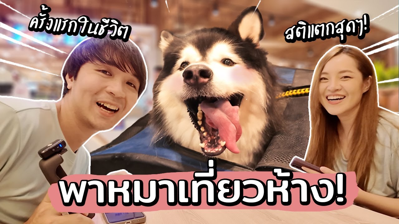 พาหมาเที่ยวห้างครั้งแรก! น้องโฟร์จะสติแตกมั้ย?