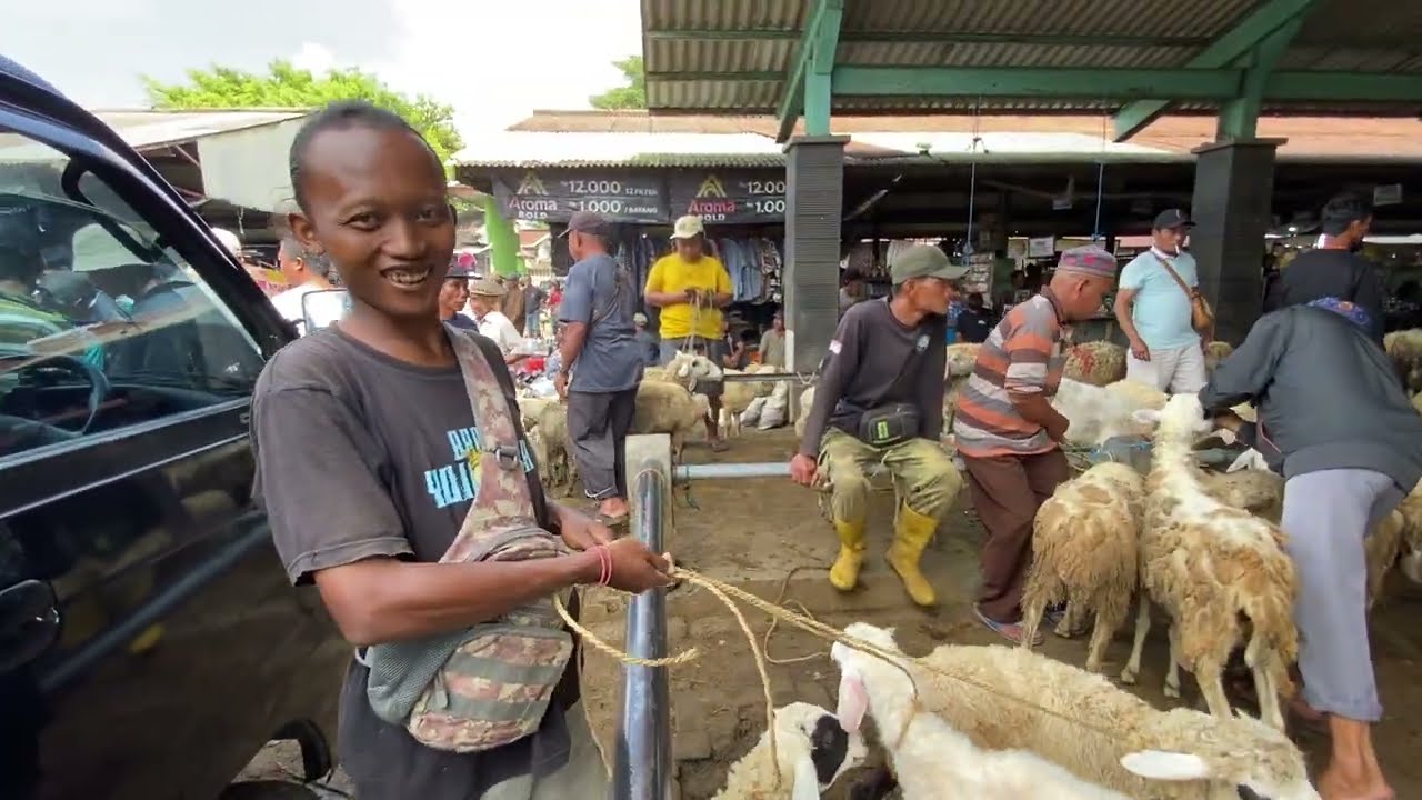 Harga Domba 150 Ribuan Murah Bakalan Cempe Merino Pasaran Hewan Domba Muntilan Magelang Terbaru