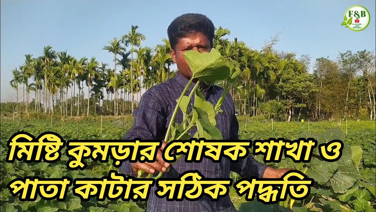 Removal of absorbent branches and leaves।।মিষ্টি  কুমড়া গাছের শোষক শাখা ও পাতা কাটার সঠিক পদ্ধতি।।