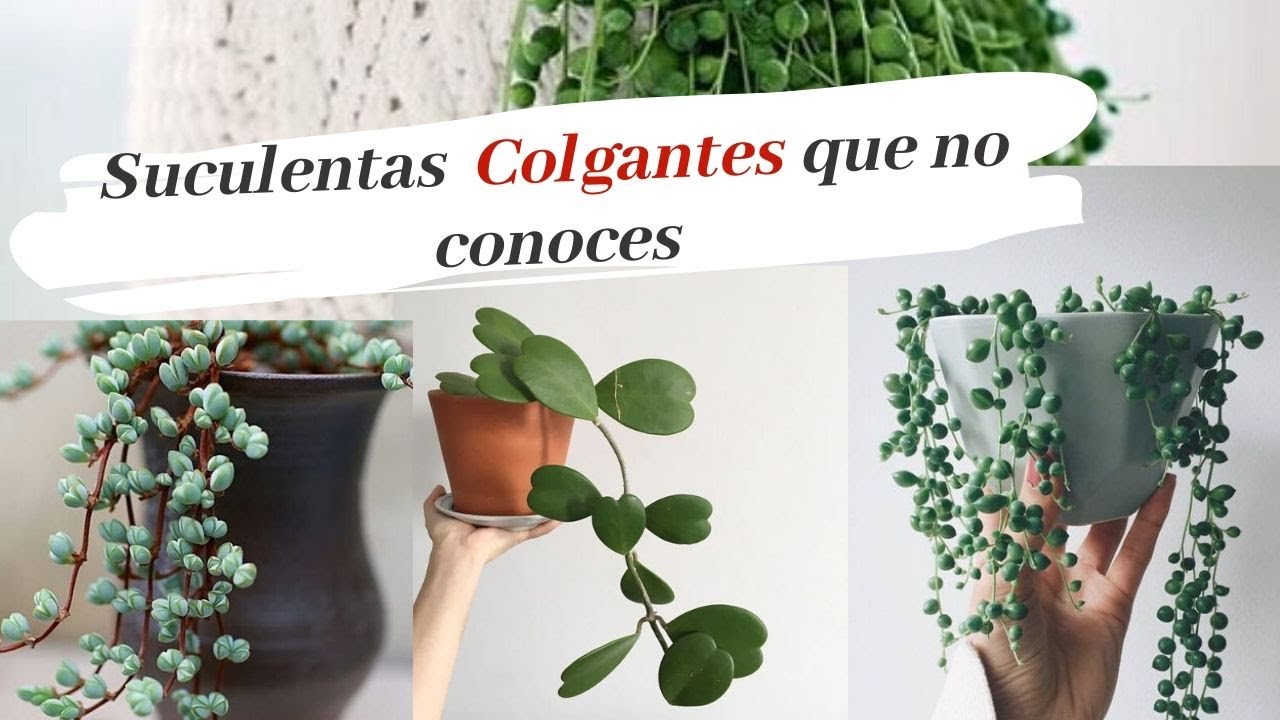 PLANTAS COLGANTES DE INTERIOR - MAS BUSCADAS