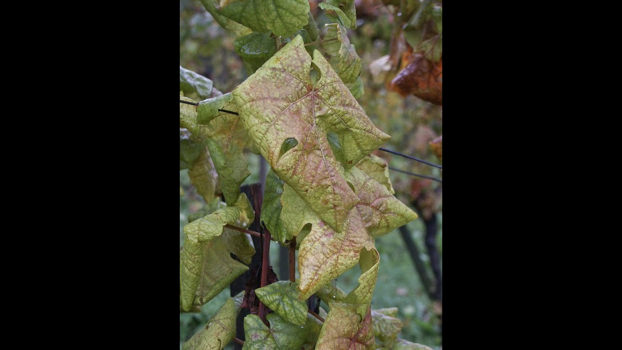 Aggiornamenti su flavescenza dorata della vite. Esperienze di difesa sostenibile in vigneto