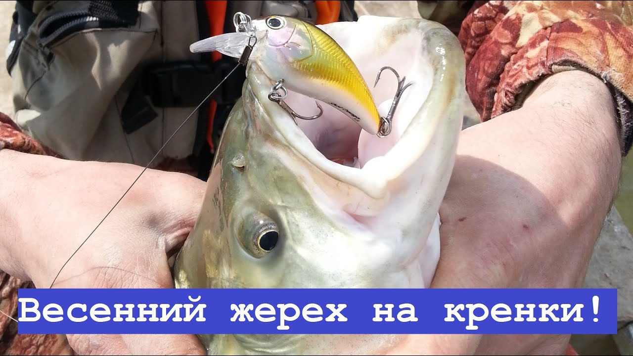 Весенний жерех на кренки: лучшие модели