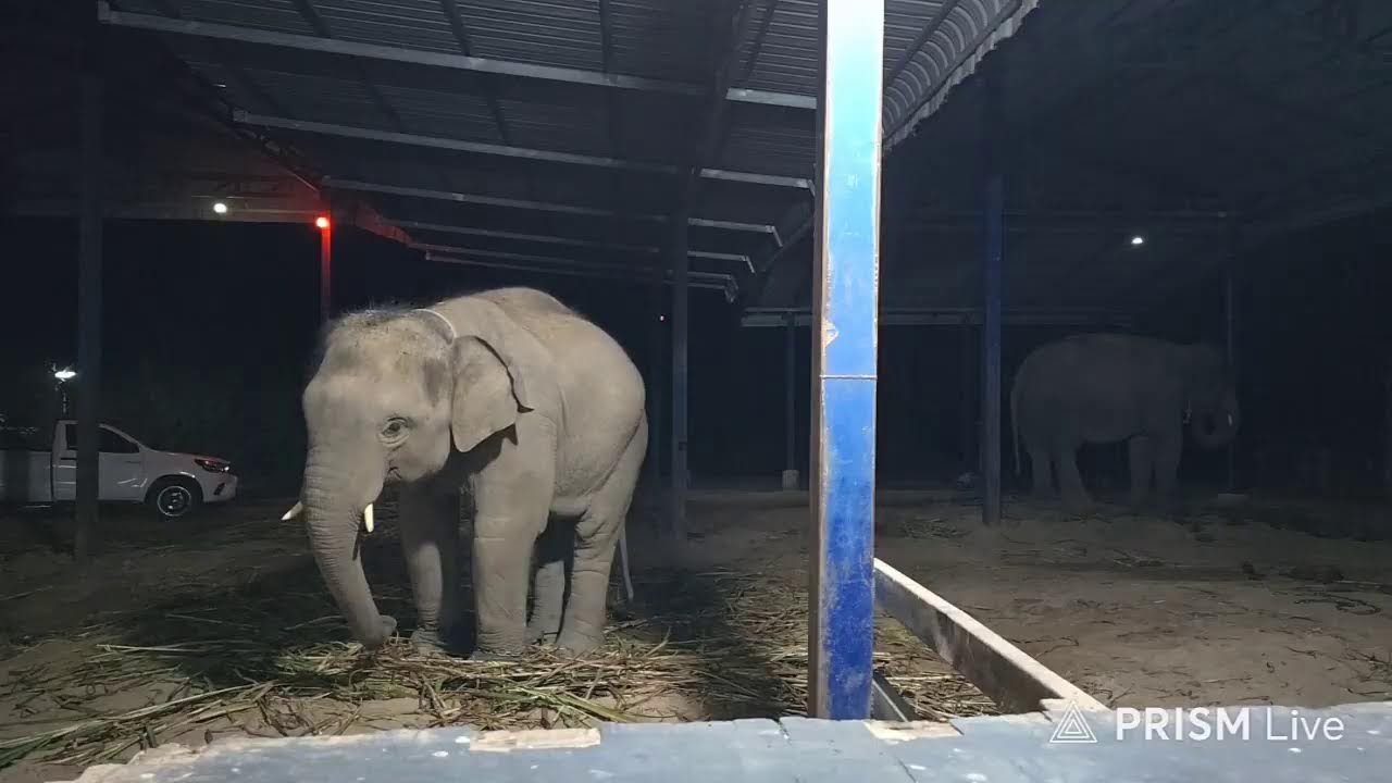 กล้วยปัอนช้าง♥️  สี่แม่ลูก Elephant  story สามสาวดาวซิ่ง26/01/2569
