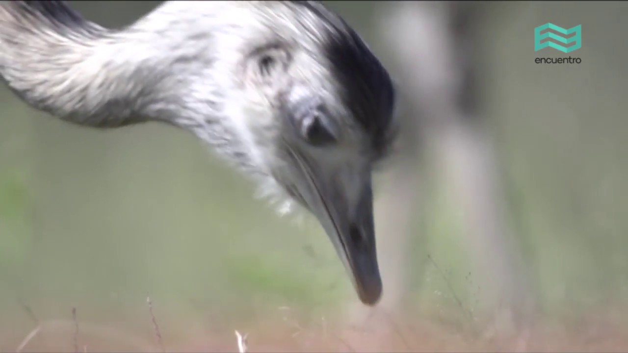 Flora y fauna: Espinal y pastizal  🌅 - Canal Encuentro
